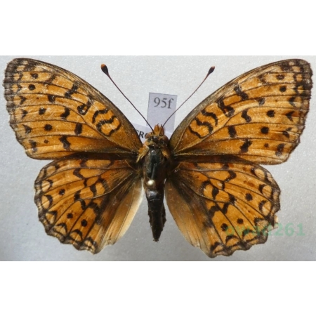 Argynnis adippe (Denis & Schiffermüller, 1775) female Dostojka adype Croatia95f